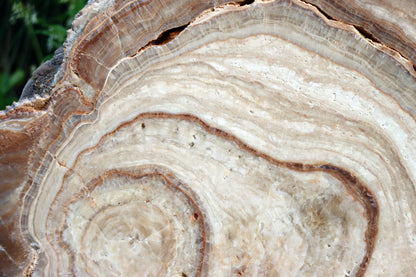 Stalagmit se sintrovou kůrou - Supreme Panthers