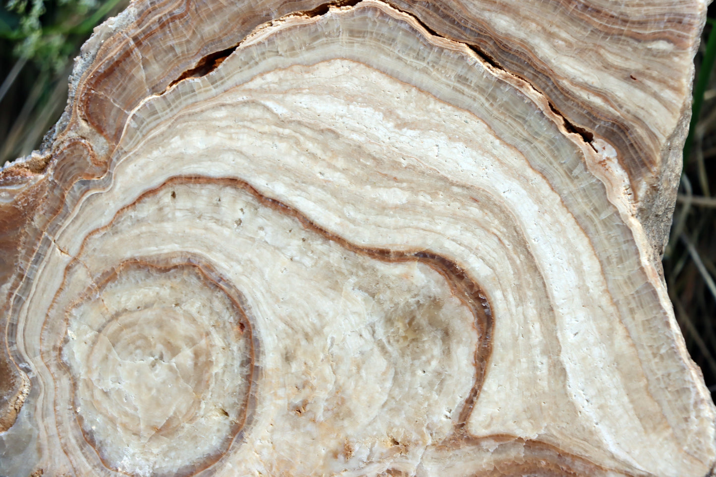 Stalagmit se sintrovou kůrou - Supreme Panthers