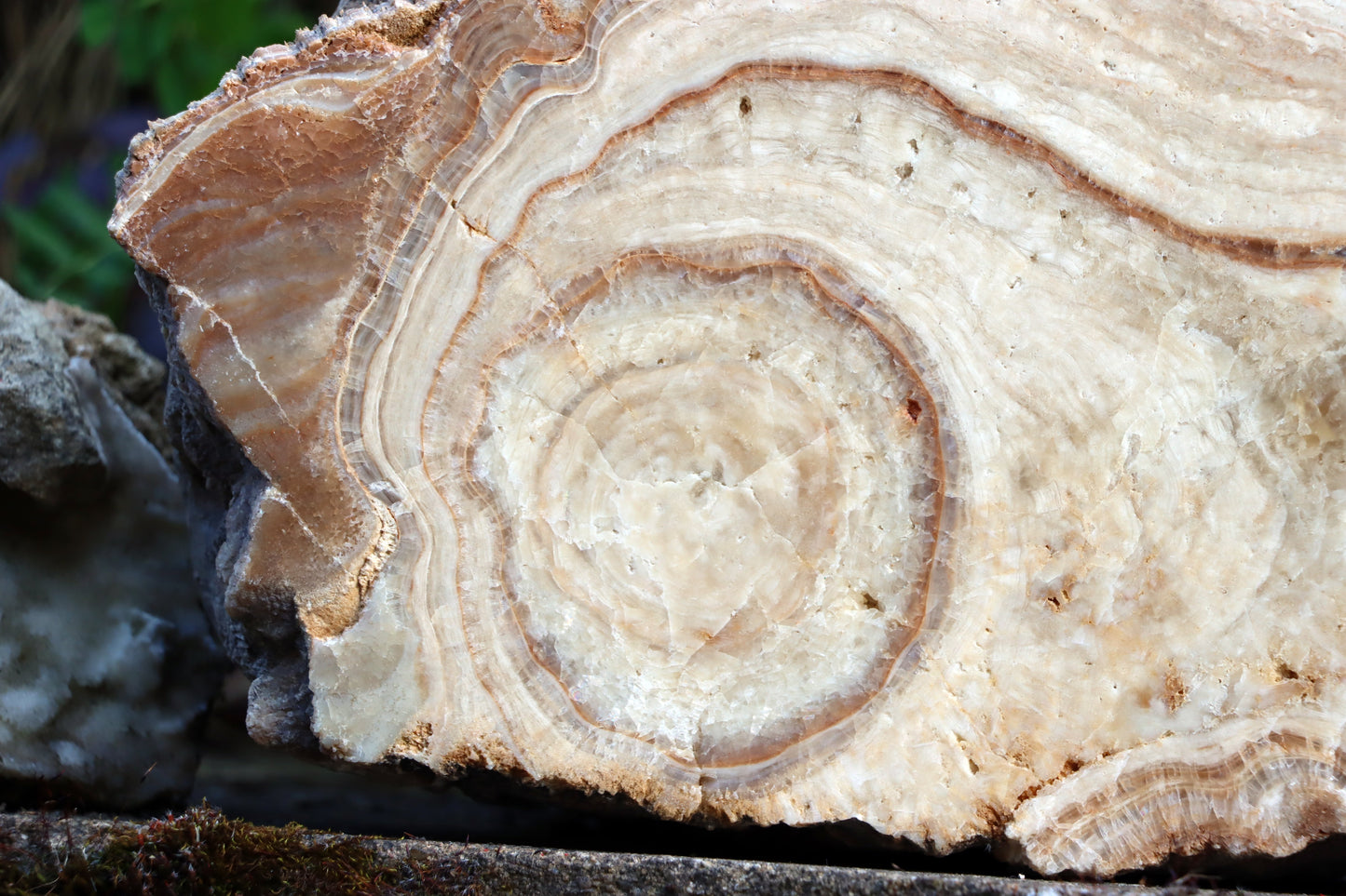 Stalagmit se sintrovou kůrou - Supreme Panthers