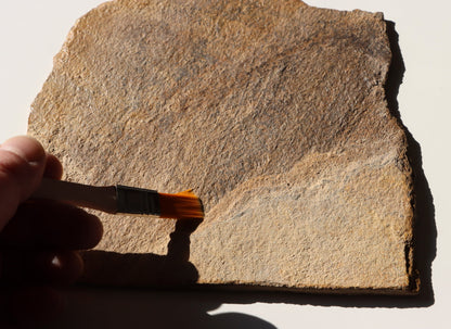 Štětec oranžový na minerály - Supreme Panthers