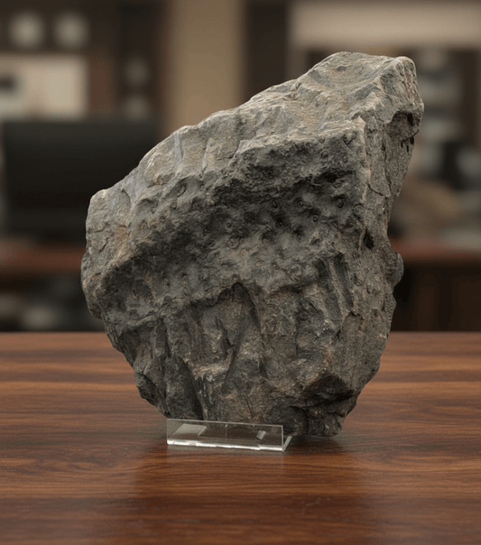 Stigmaria, kořen plavuně - Supreme Panthers