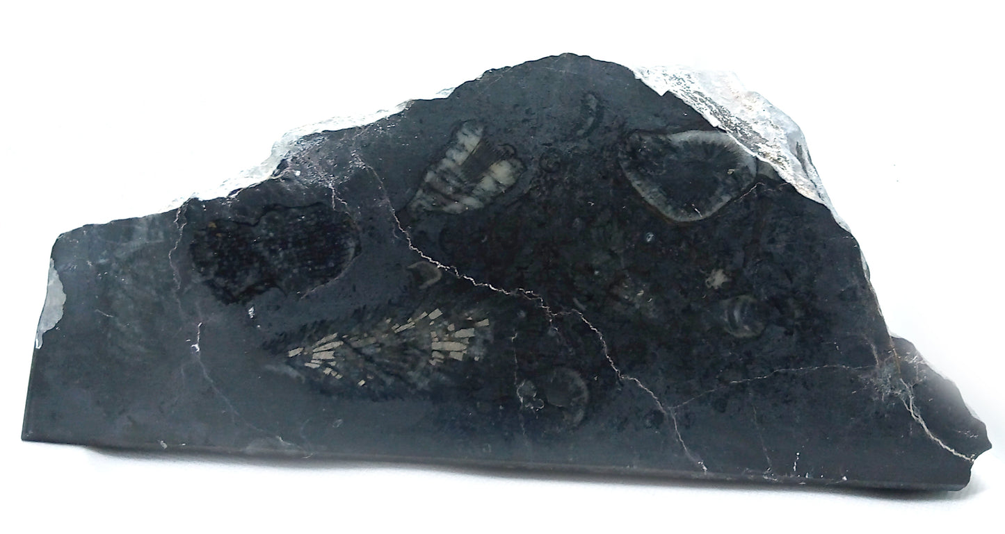 Stojánek na tužky z vápence s korály, 3 tužkové - Supreme Panthers