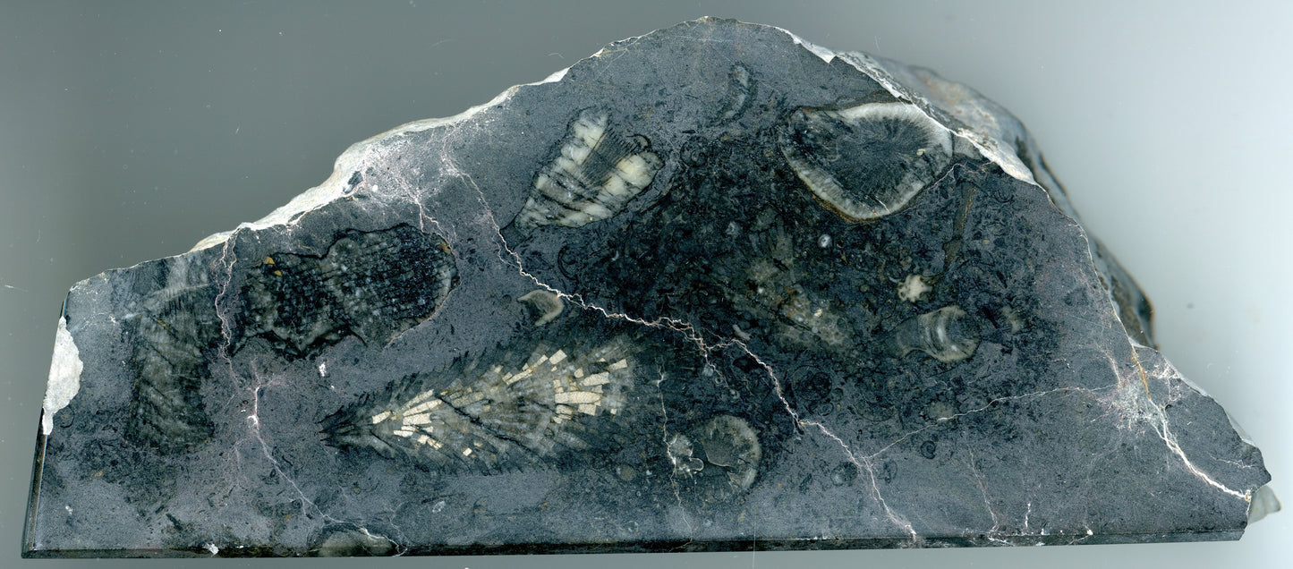 Stojánek na tužky z vápence s korály, 3 tužkové - Supreme Panthers