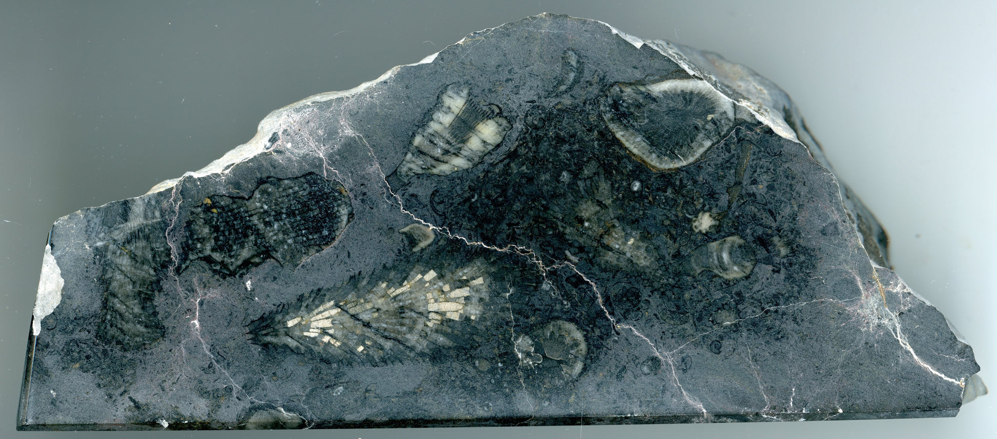 Stojánek na tužky z vápence s korály, 3 tužkové - Supreme Panthers