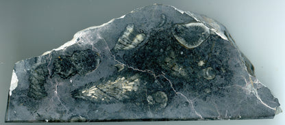 Stojánek na tužky z vápence s korály, 3 tužkové - Supreme Panthers