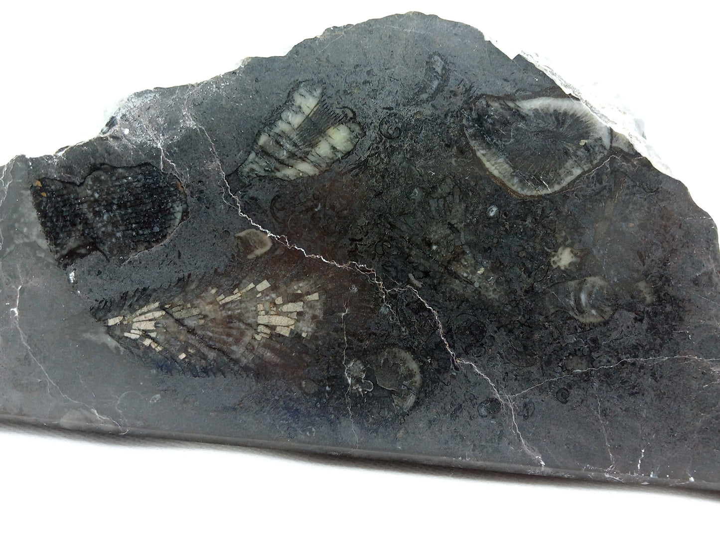 Stojánek na tužky z vápence s korály, 3 tužkové - Supreme Panthers