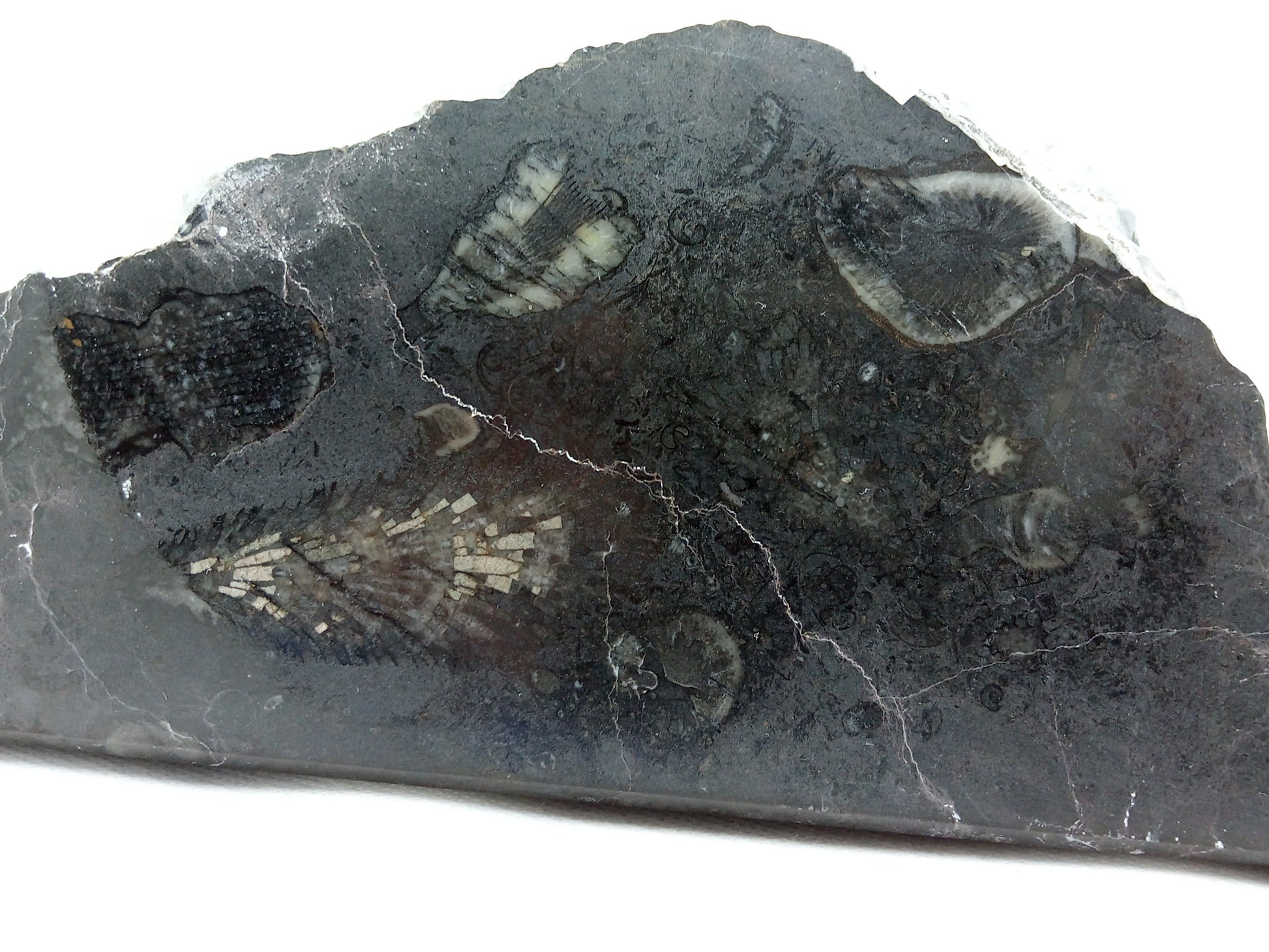 Stojánek na tužky z vápence s korály, 3 tužkové - Supreme Panthers