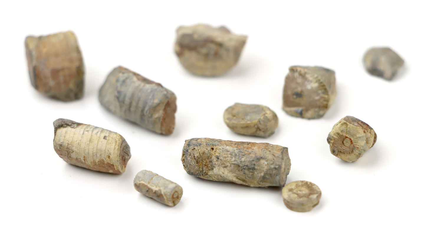 Stonky lilijic ze stínavsko chabičovského souvrství,11ks - Supreme Panthers