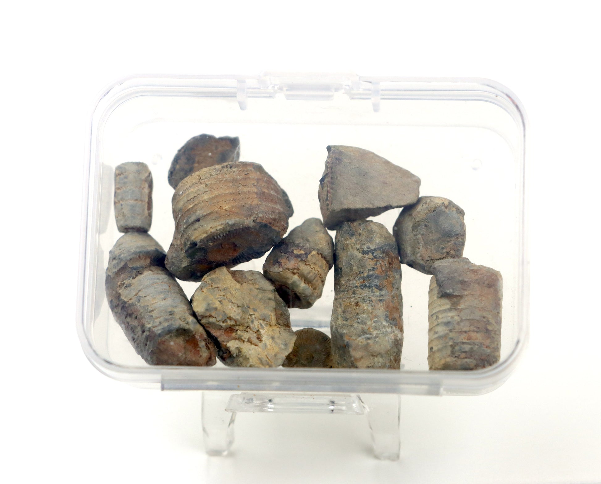 Stonky lilijic ze stínavsko chabičovského souvrství,11ks - Supreme Panthers