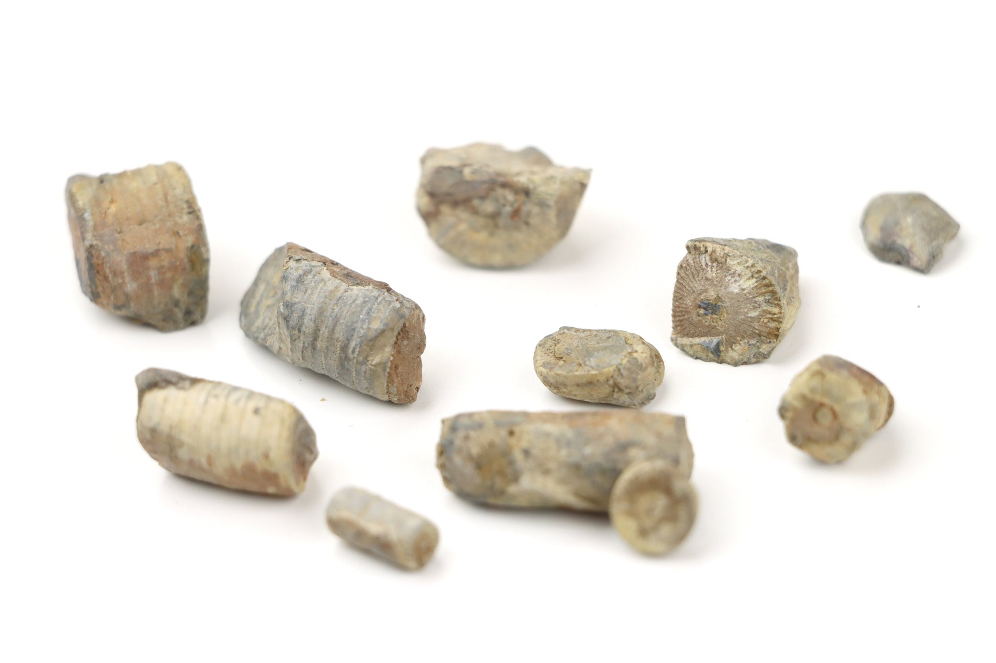 Stonky lilijic ze stínavsko chabičovského souvrství,11ks - Supreme Panthers