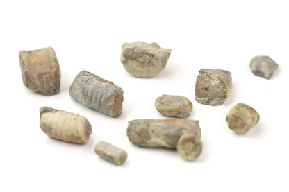 Stonky lilijic ze stínavsko chabičovského souvrství,11ks - Supreme Panthers