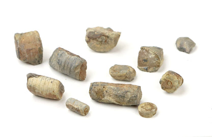 Stonky lilijic ze stínavsko chabičovského souvrství,11ks - Supreme Panthers