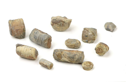 Stonky lilijic ze stínavsko chabičovského souvrství,11ks - Supreme Panthers