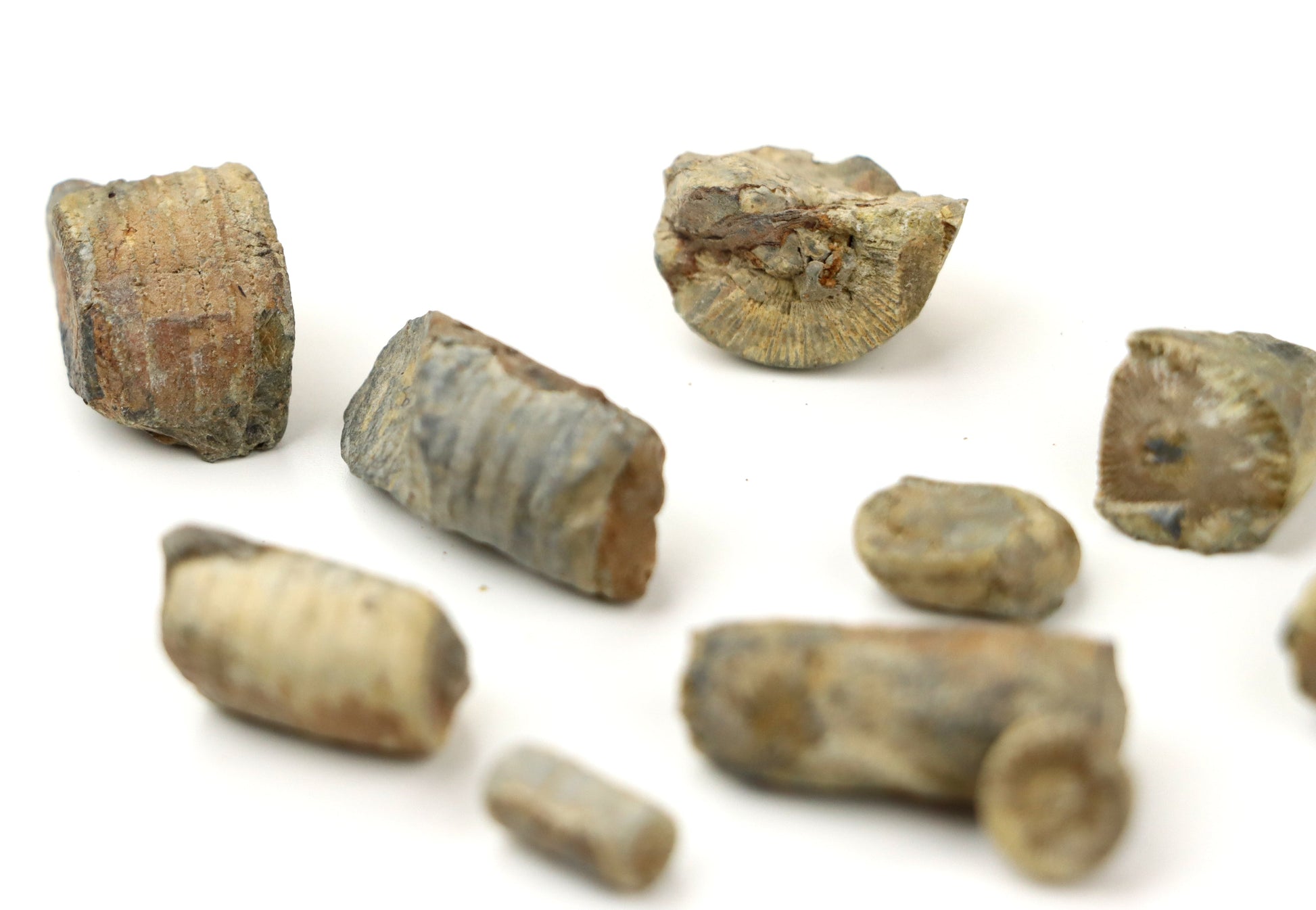 Stonky lilijic ze stínavsko chabičovského souvrství,11ks - Supreme Panthers