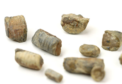 Stonky lilijic ze stínavsko chabičovského souvrství,11ks - Supreme Panthers