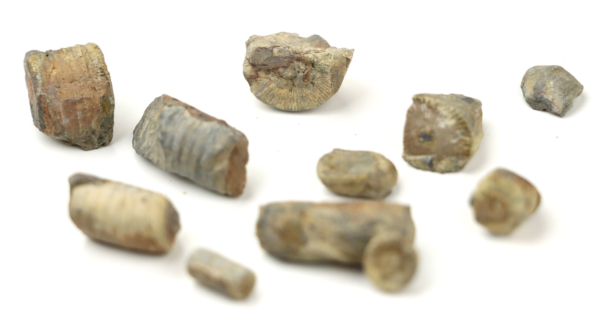 Stonky lilijic ze stínavsko chabičovského souvrství,11ks - Supreme Panthers