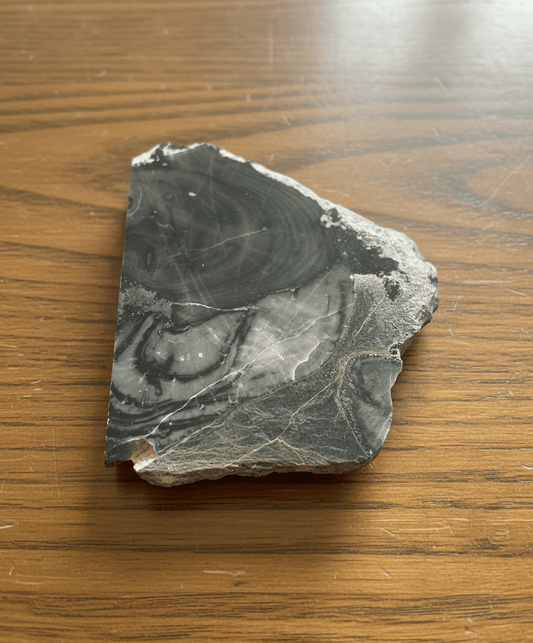 Stromatopora porůstána deskatým korálem - Supreme Panthers