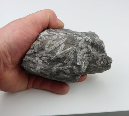 Stromatopora větevnatá Stachyodes "kaktusy" - Supreme Panthers