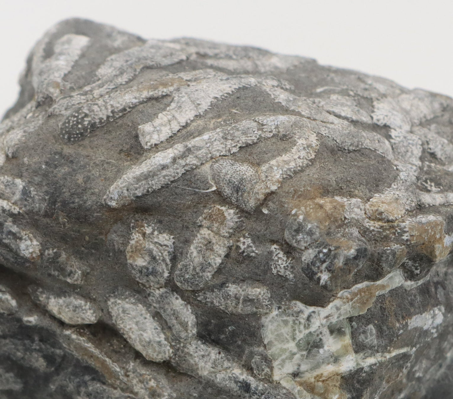 Stromatopora větevnatá Stachyodes "kaktusy" - Supreme Panthers