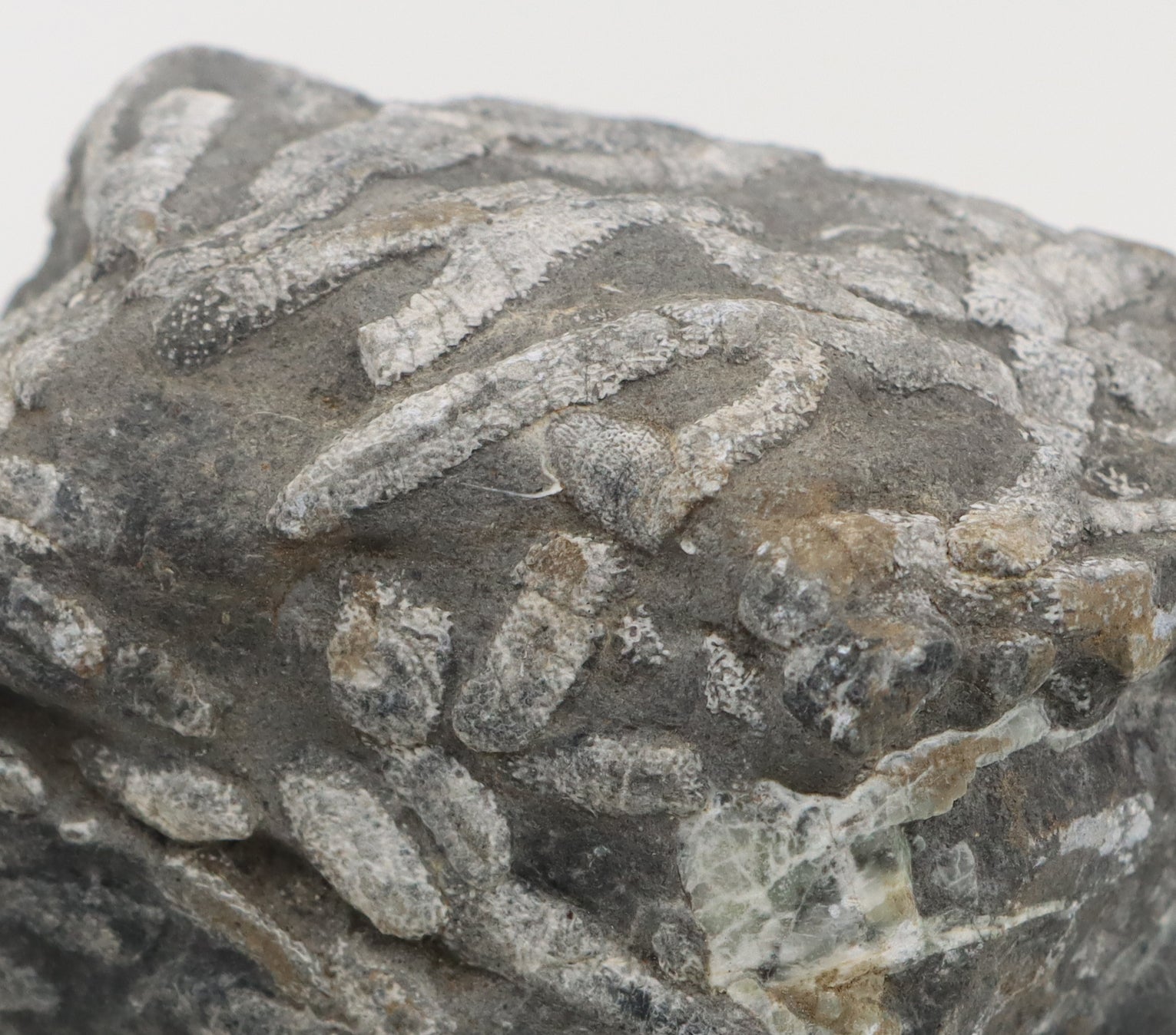 Stromatopora větevnatá Stachyodes "kaktusy" - Supreme Panthers