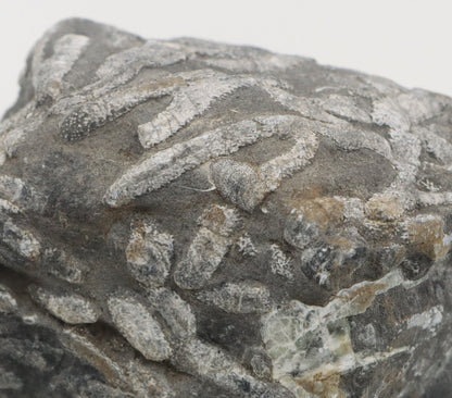 Stromatopora větevnatá Stachyodes "kaktusy" - Supreme Panthers