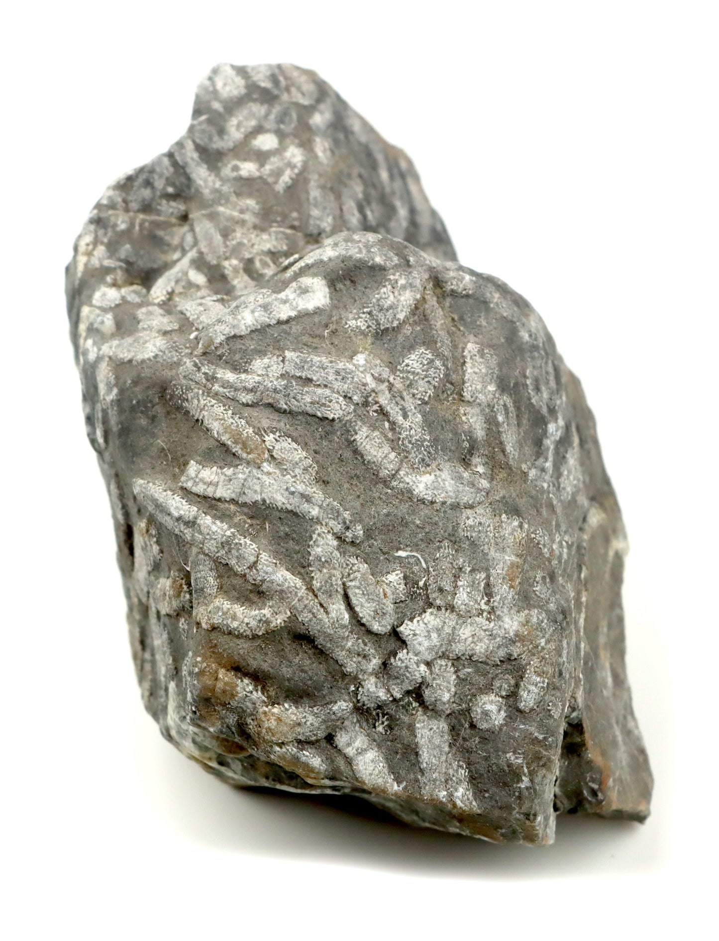 Stromatopora větevnatá Stachyodes "kaktusy" - Supreme Panthers