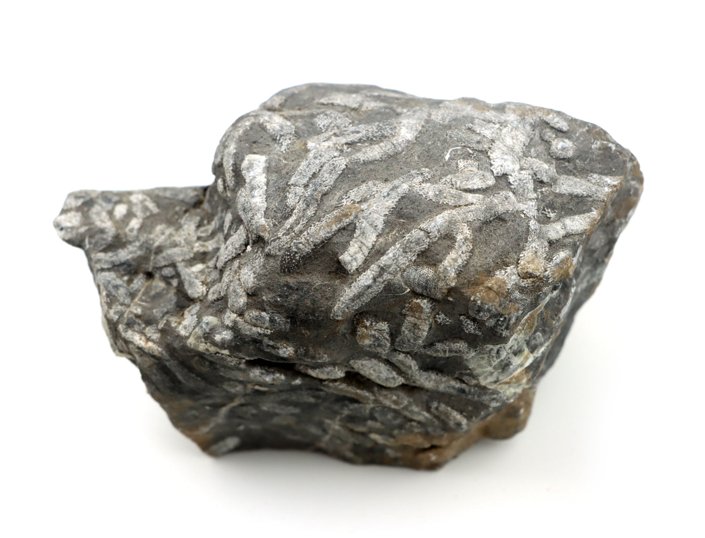 Stromatopora větevnatá Stachyodes "kaktusy" - Supreme Panthers