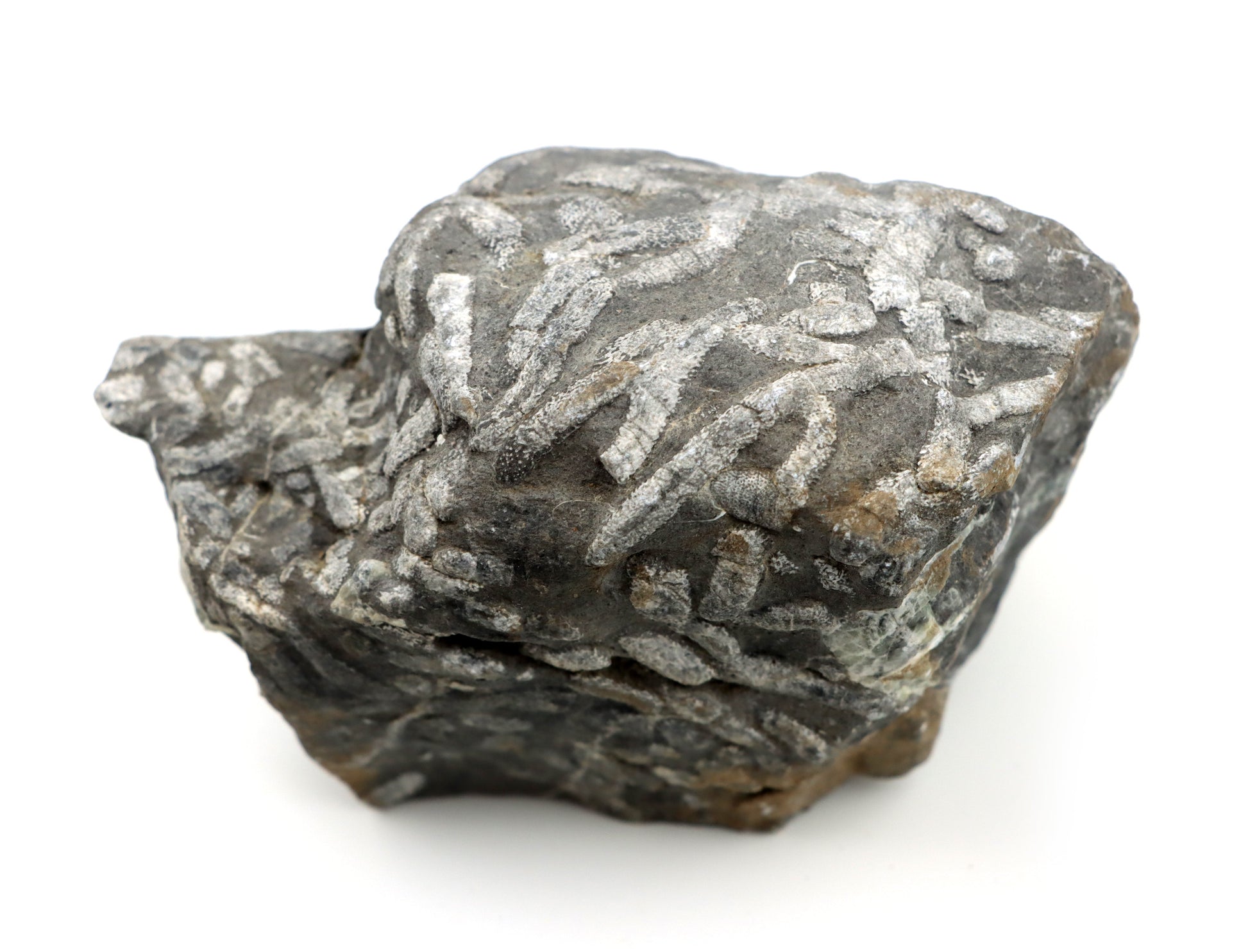 Stromatopora větevnatá Stachyodes "kaktusy" - Supreme Panthers