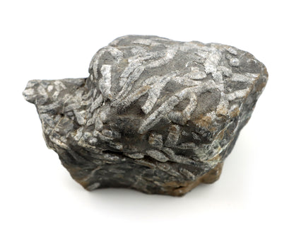 Stromatopora větevnatá Stachyodes "kaktusy" - Supreme Panthers