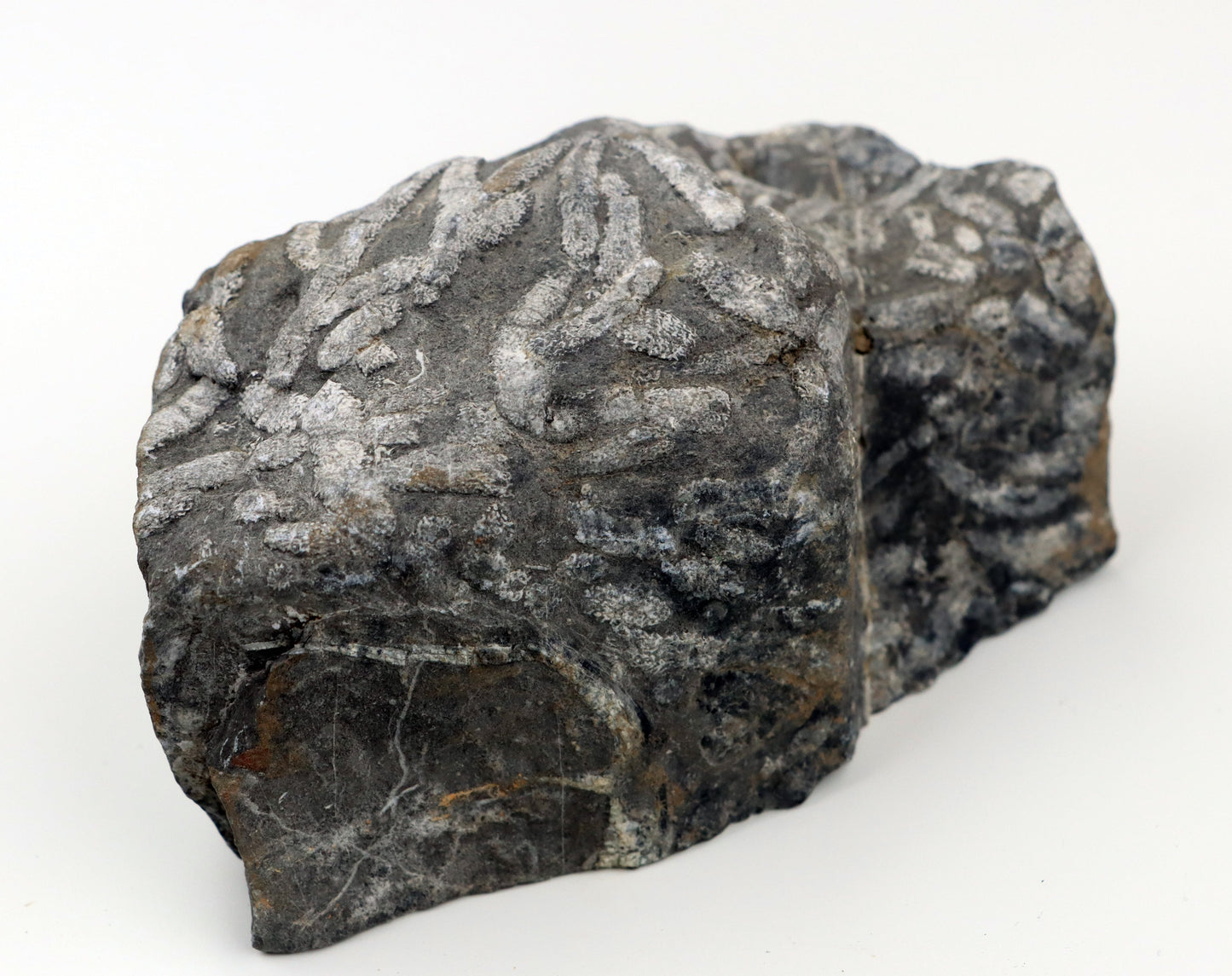 Stromatopora větevnatá Stachyodes "kaktusy" - Supreme Panthers