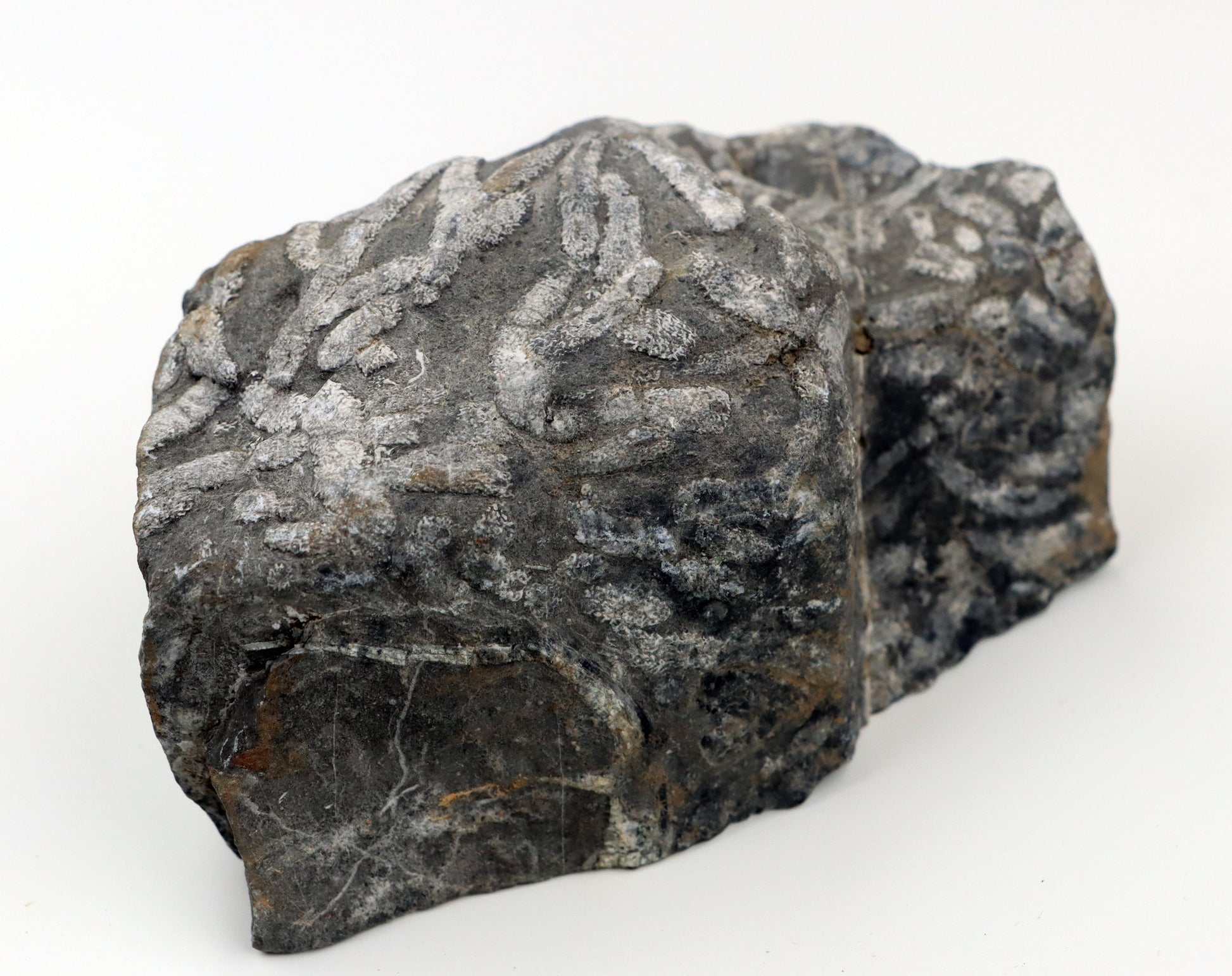 Stromatopora větevnatá Stachyodes "kaktusy" - Supreme Panthers