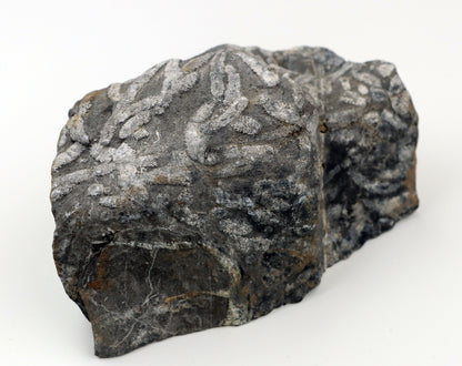 Stromatopora větevnatá Stachyodes "kaktusy" - Supreme Panthers