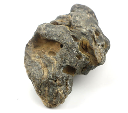 Stromatopora zkřemenělá - Supreme Panthers