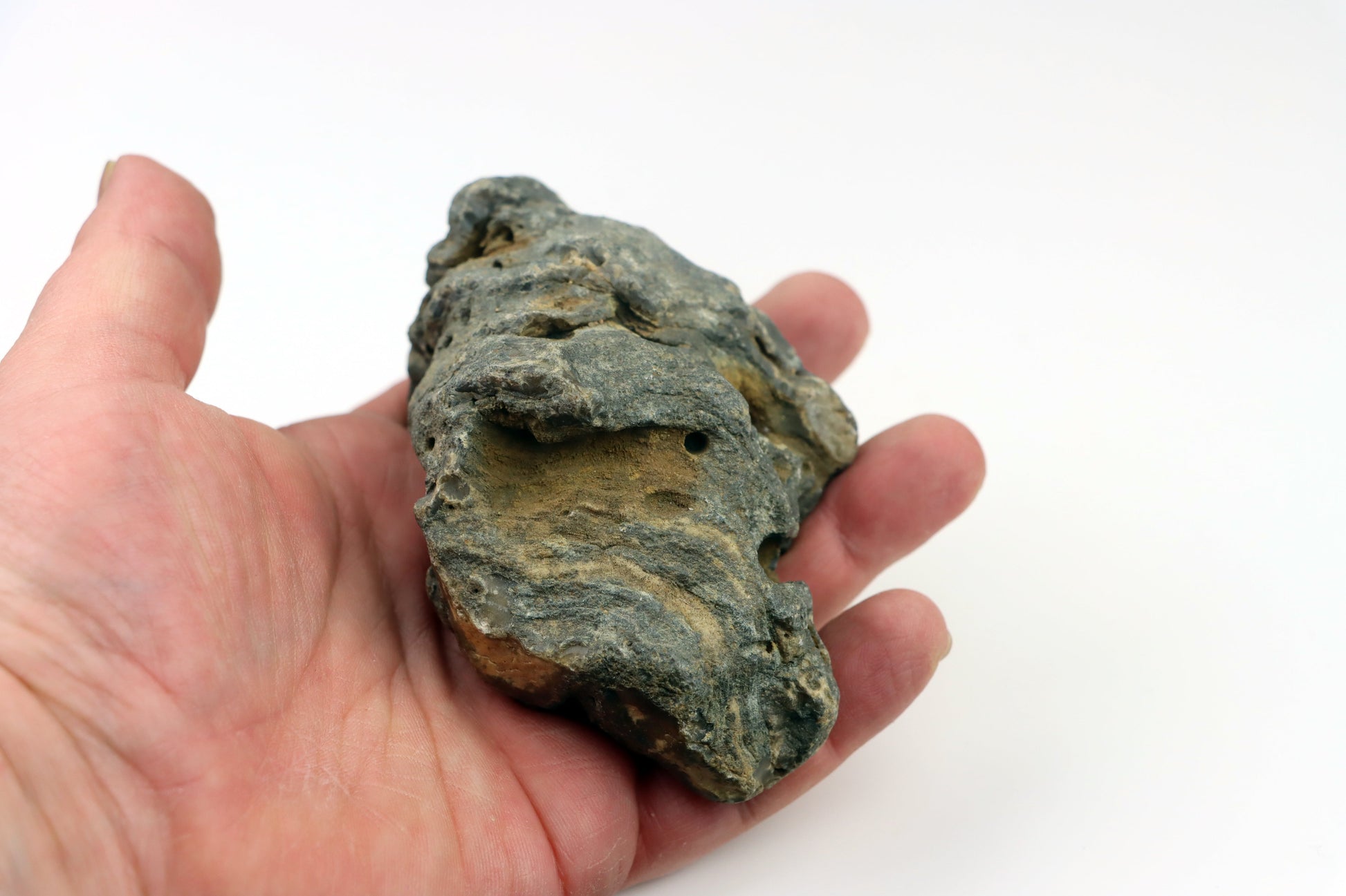 Stromatopora zkřemenělá - Supreme Panthers