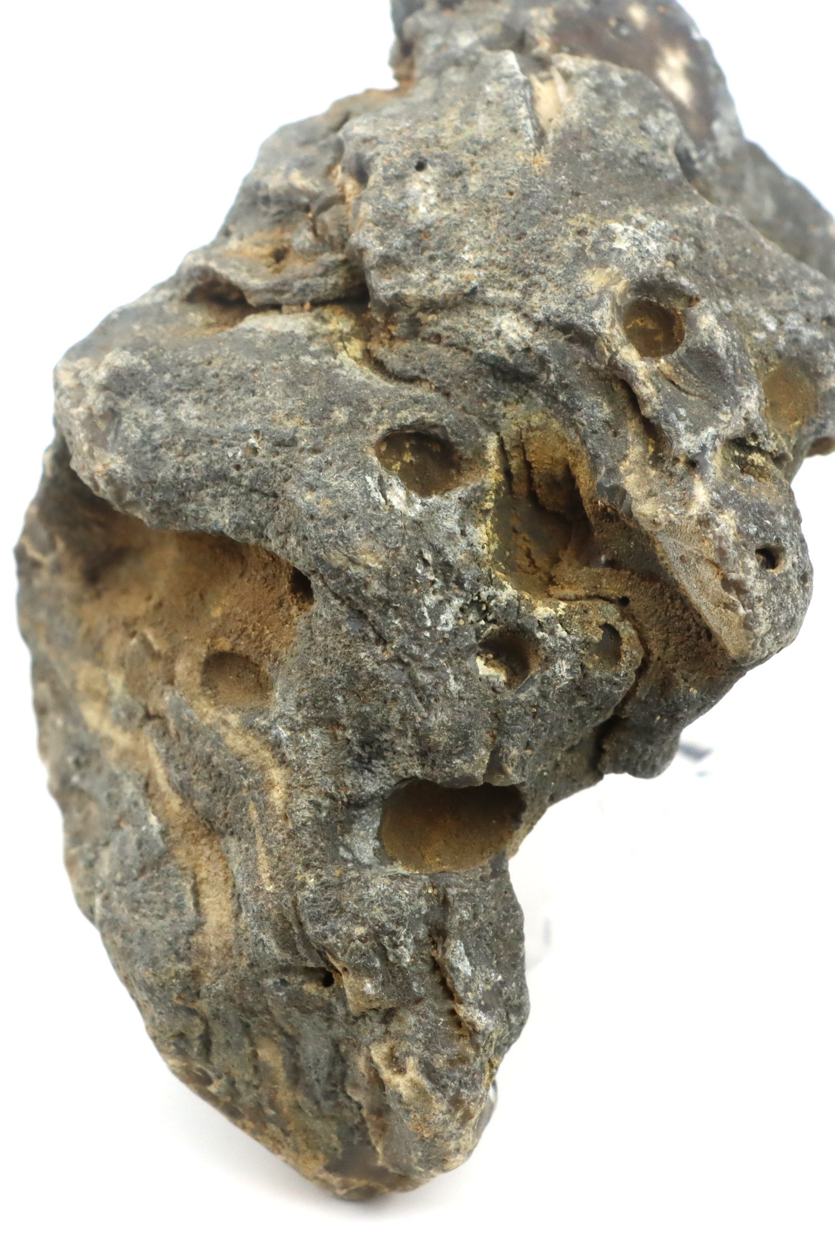 Stromatopora zkřemenělá - Supreme Panthers