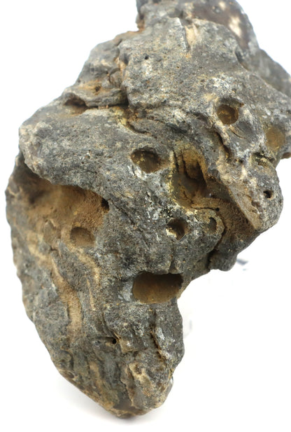 Stromatopora zkřemenělá - Supreme Panthers