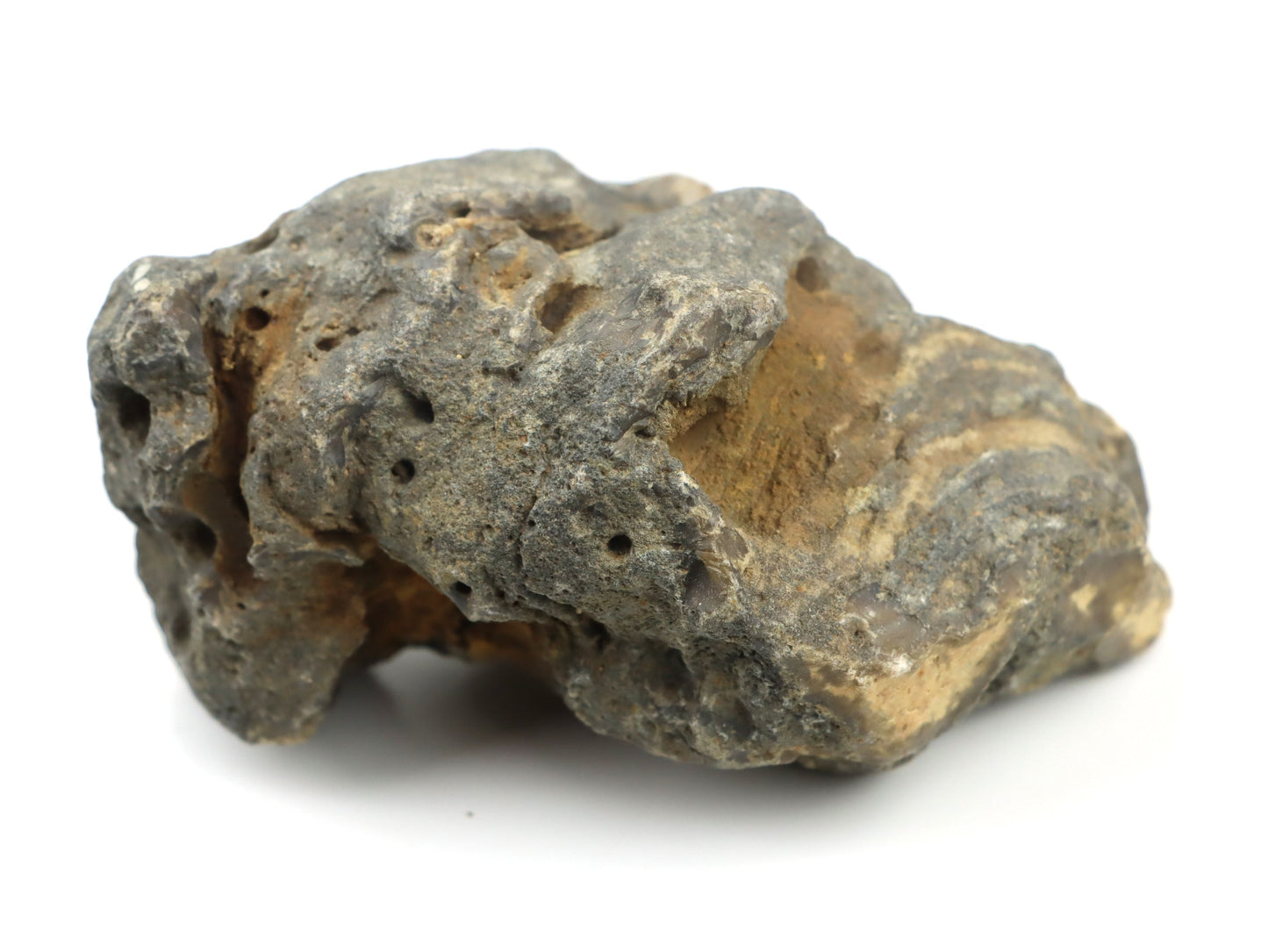 Stromatopora zkřemenělá - Supreme Panthers