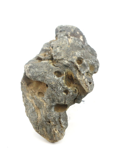 Stromatopora zkřemenělá - Supreme Panthers