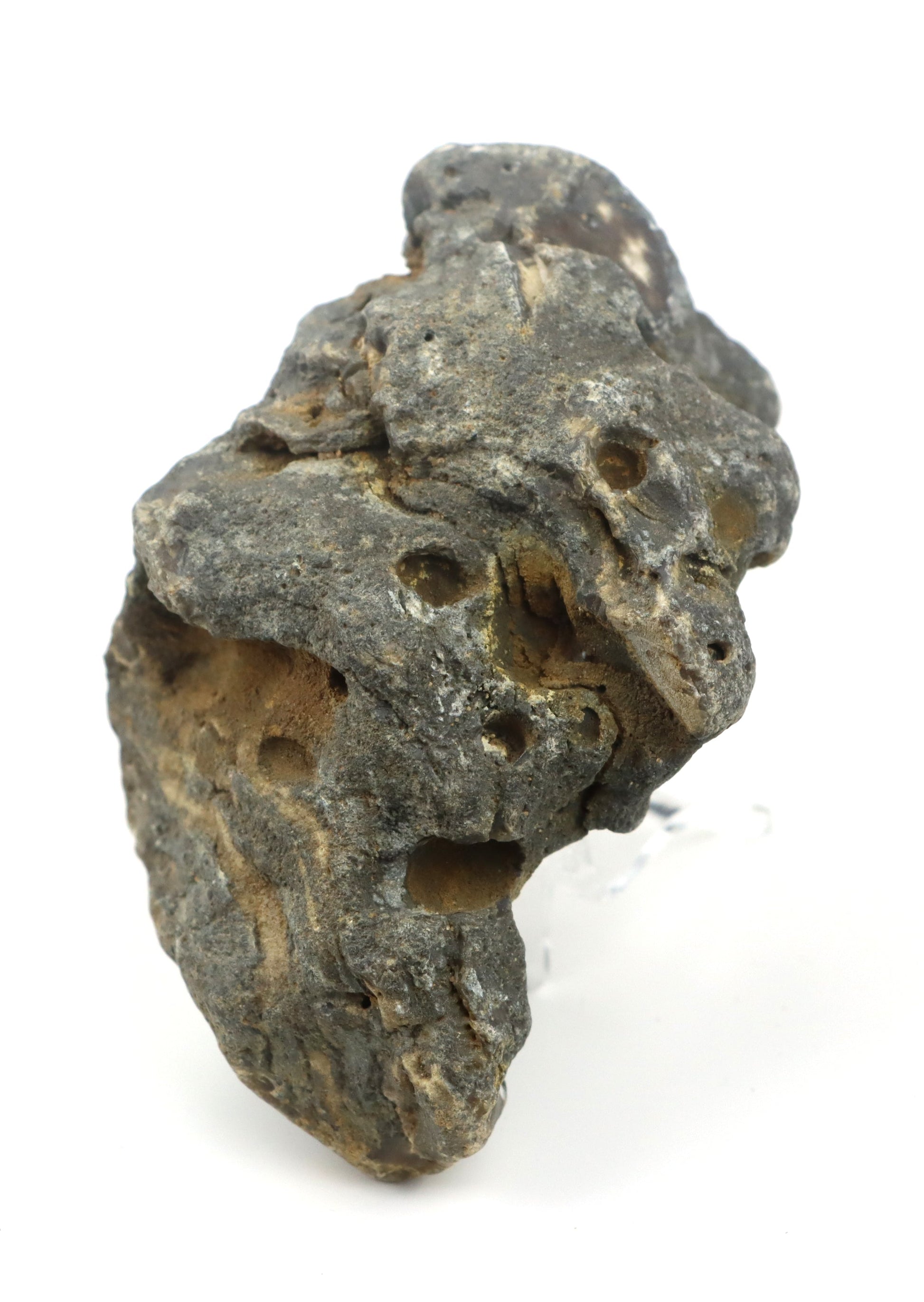 Stromatopora zkřemenělá - Supreme Panthers