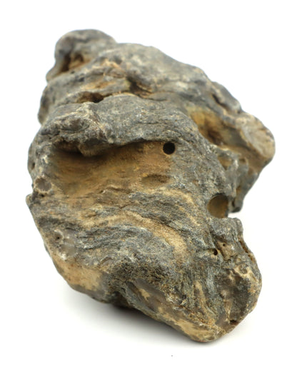 Stromatopora zkřemenělá - Supreme Panthers