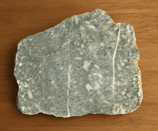 Stromatopory rodu Amphipora - Supreme Panthers