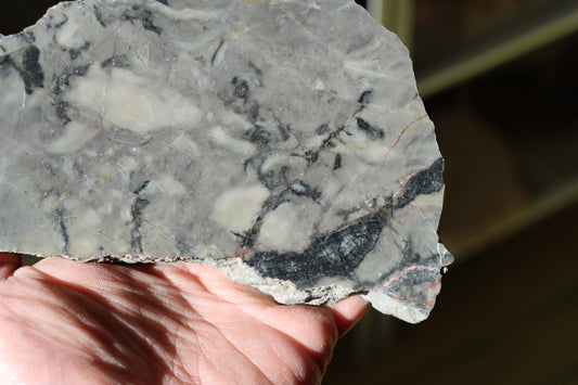 Stromatopory ve vápenci - Supreme Panthers