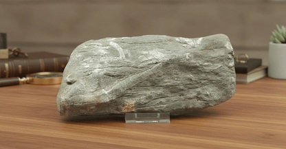 Surový vilémovický vápenec s drsnatým korálem - Supreme Panthers