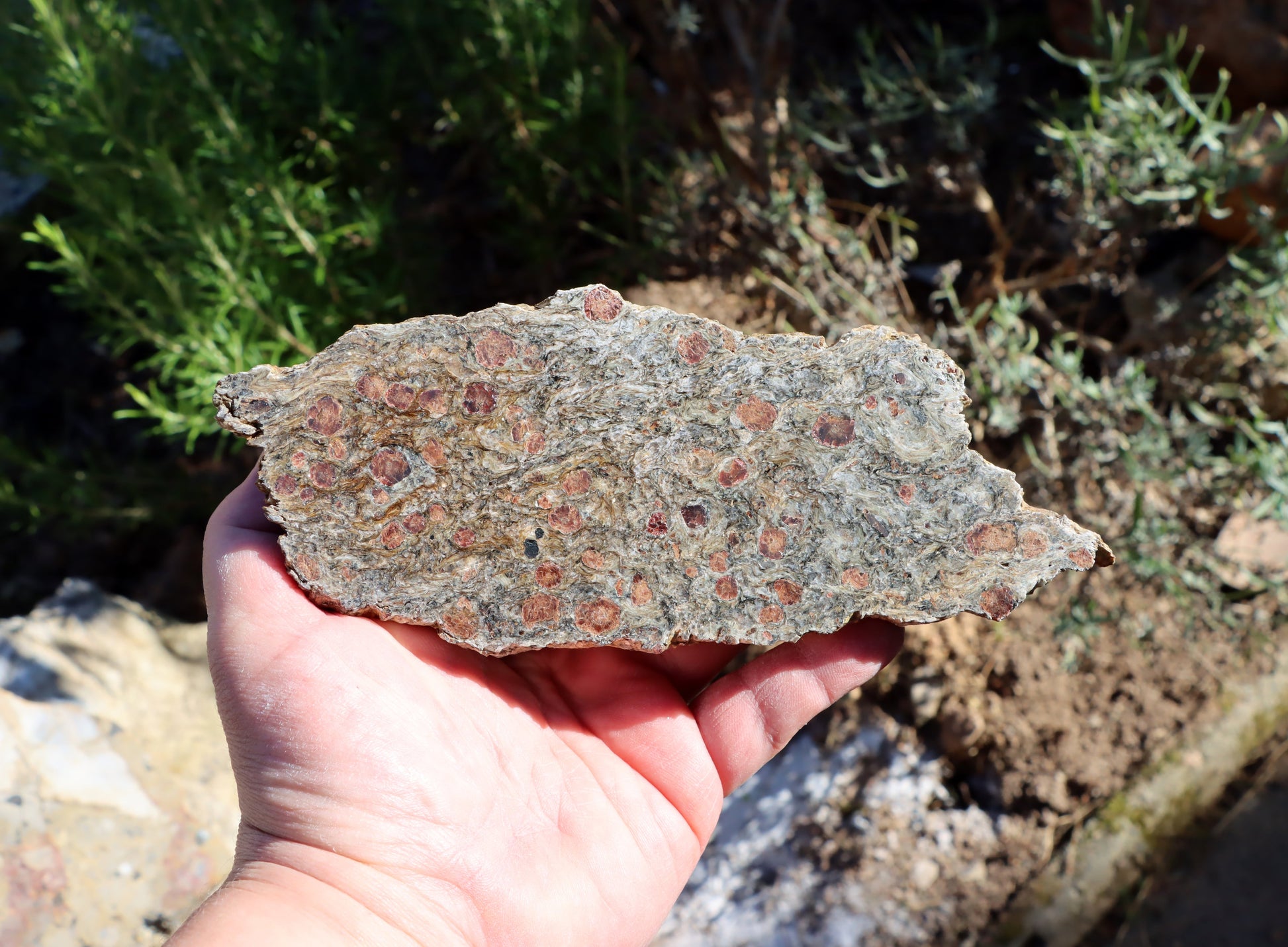 Svojanovit s almandinem a staurolitem leštěný - Supreme Panthers