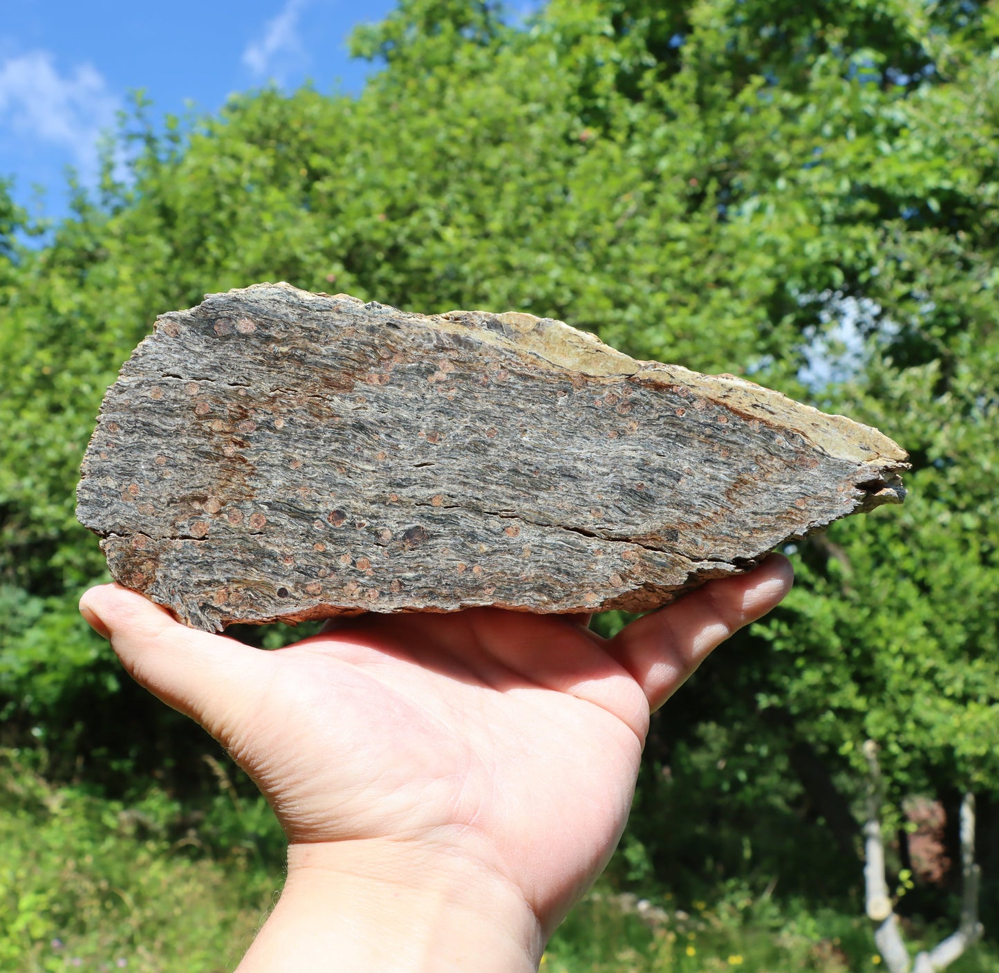 Svojanovit se staurolitem a almandinem - Supreme Panthers