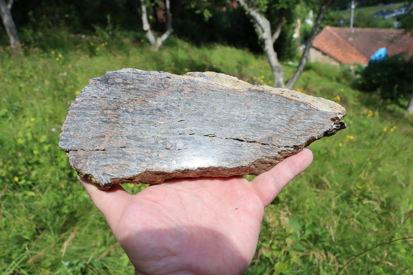 Svojanovit se staurolitem a almandinem - Supreme Panthers