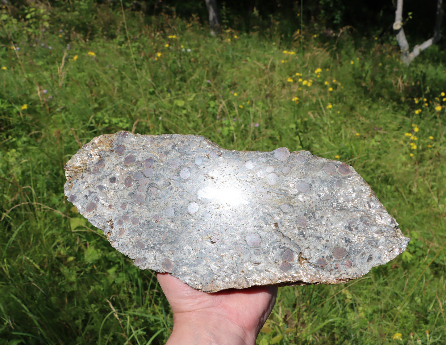 Svojanovit se staurolitem a kyanitem - Supreme Panthers