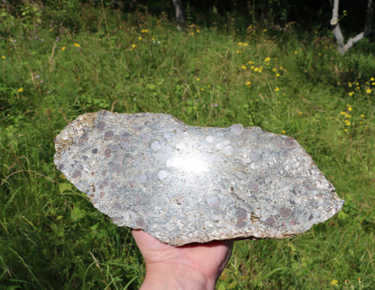 Svojanovit se staurolitem a kyanitem - Supreme Panthers