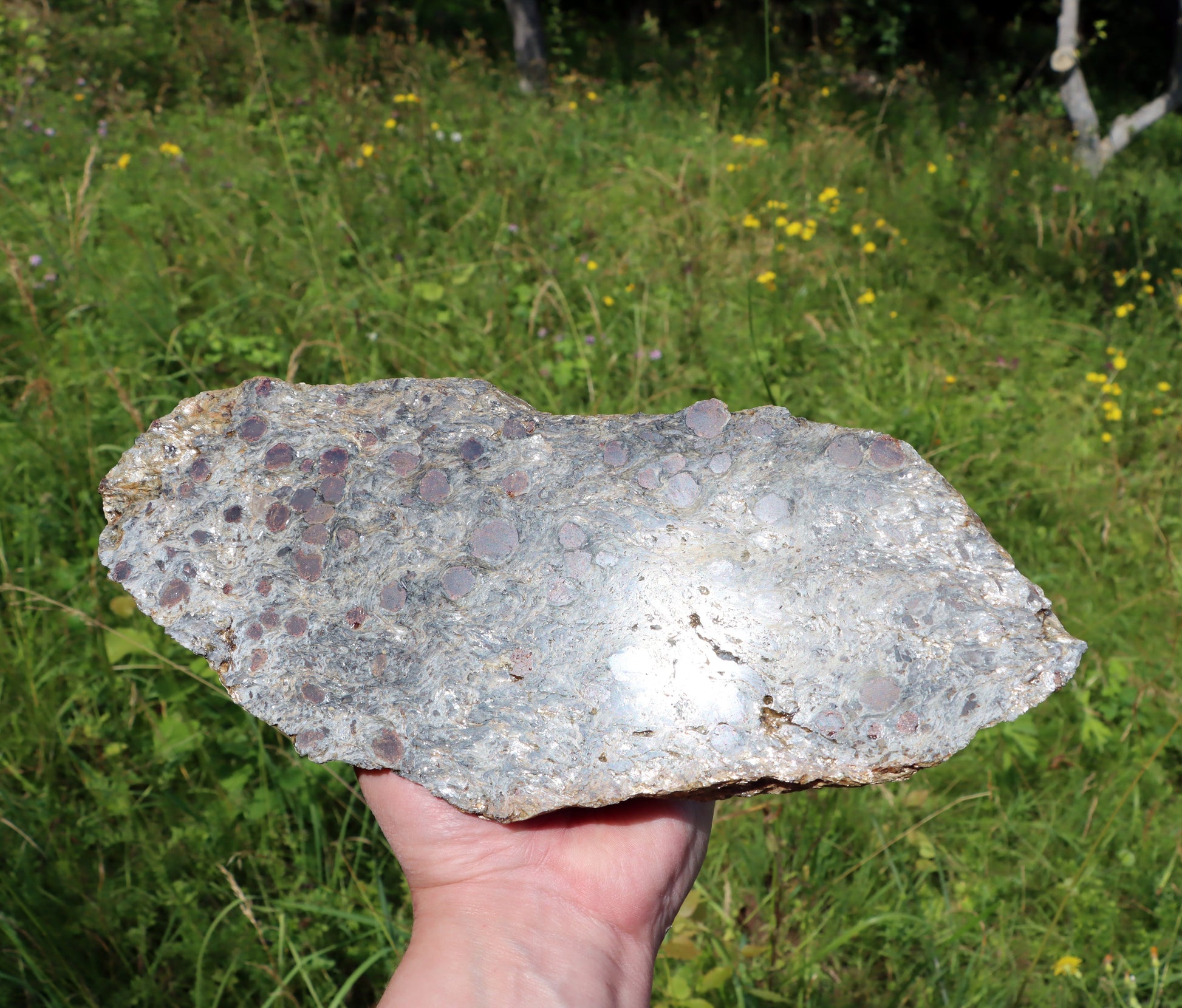 Svojanovit se staurolitem a kyanitem - Supreme Panthers