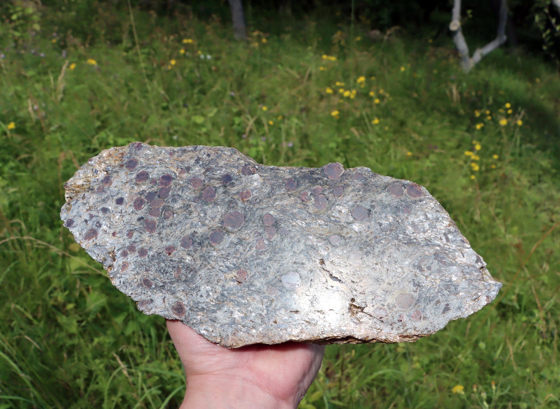 Svojanovit se staurolitem a kyanitem - Supreme Panthers